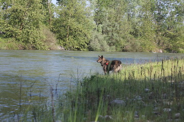 Obraz na płótnie Canvas dog in the river 