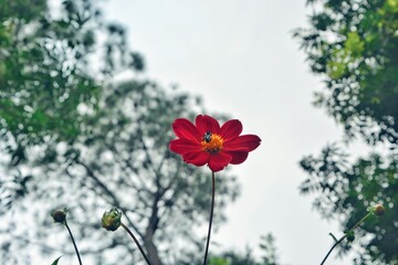 flowers in the wind