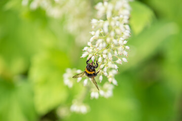 A bee collecting nectar on a small white flower.