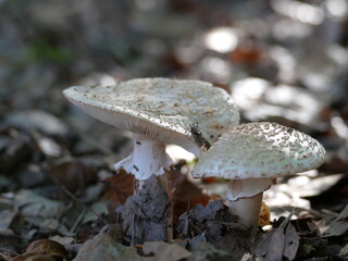 weiße Pilze wachsen durch den dichten Laubteppich im Wald