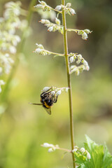 A bee collecting nectar on a small white flower.