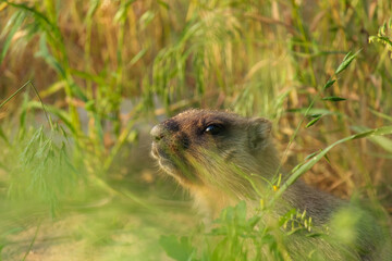Naklejka na ściany i meble Close-up photographed young bobak marmot stands in the grass and looks at the camera. Green grass is visible in the foreground. Grass are visible against the blurred background.