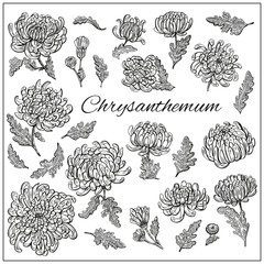 Chrysanthemums flowers
and leaves set. Graphic hand drawn engraving style. Botanical illustration for packaging, menu cards, posters, prints.	
