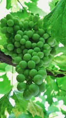 Beautiful bunch of grapes