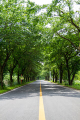 Fototapeta na wymiar 푸른 나무들과 그 사이로 일직선으로 뻗은 도로