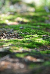 water drops on the fence