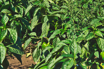 A field of red, green peppers. The concept of growing cereals, vegetables. View of the cultivation of peppers. Farming, caring for crops.