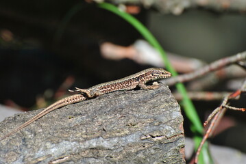 lizard on a tree