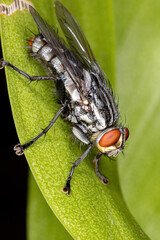 Flesh Fly of the Family Sarcophagidae © ViniSouza128