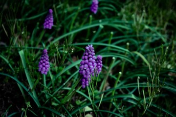 Small Purple Flowers in a Patch of Dark Green Grass