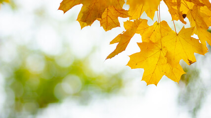 Yellow maple leaves on a blurred background. Autumn background with maple leaves. Creative wallpapers. Copy space