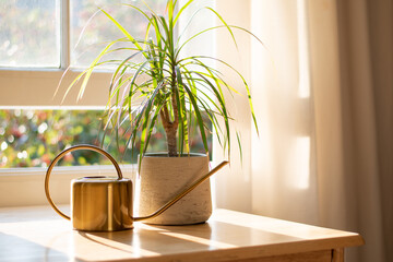 Dragon tree dracaena marginata next to a watering can in a beautifully designed home interior.