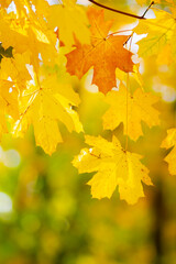 Yellow maple leaves on a blurred background. Autumn background with maple leaves. Creative wallpapers. Copy space