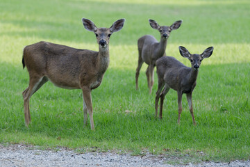 Alert Black tailed Deer mother and babies in the meadow