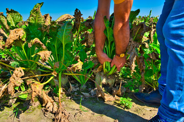 Problem with farming, disease and drought. The concept of a natural disaster in agriculture. Dry,...
