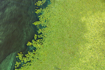 Water surface pollution. Environmental problems. The big flow of green plankton.