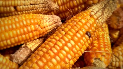 close up of corn