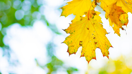Yellow maple leaves on a blurred background. Autumn background with maple leaves. Creative wallpapers. Copy space