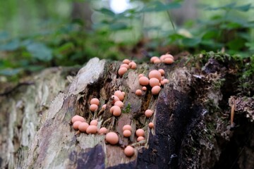 Amazing slime mold like little pink and brown eggs - groening's slime Lycogala epidendrum (wolf's milk)