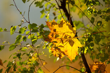 Yellow maple leaves on a blurred background. Autumn background with maple leaves. Creative wallpapers. Copy space