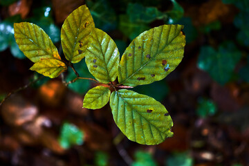 Small green leaves, wet with dew, on a tree branch, in a lush forest