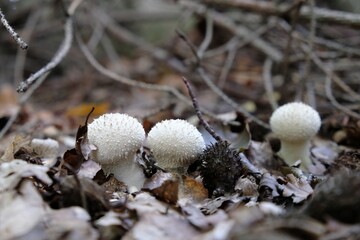 A group of young puffballs Lycoperdon perlatum. Young fruiting bodies are edible and very tasty.