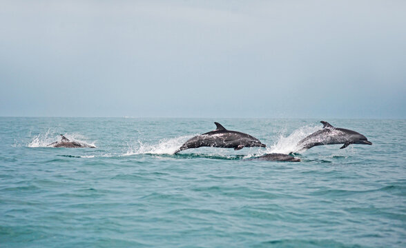 dolphin jumping out of water