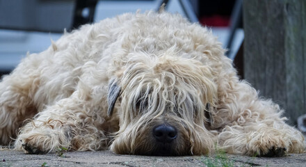 Wheaten terrier