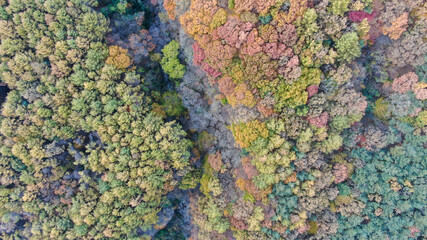 드론으로 촬영한 가을 단풍으로 물들고 있는 산의 모습