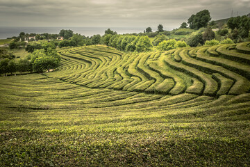 Plantation de thé