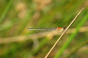 Western Willow Spreadwing (Chalcolestes viridis)