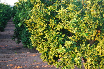 Fototapeta premium Unripe Green Oranges in Orchard