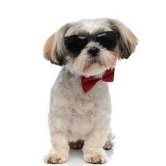Tough Shih Tzu puppy wearing bowtie and sunglasses, looking forward