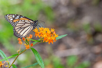 Orange monarch butterfly perched on orange flowers of butterfly weed asclepias tuberosa in garden
