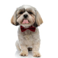 Tired Shih Tzu puppy wearing bowtie and panting