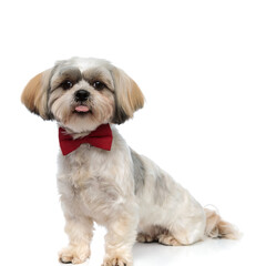 Focused Shih Tzu puppy panting, looking forward and wearing bowtie