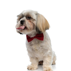 Clumsy Shih Tzu puppy wearing bowtie, sticking out its tongue