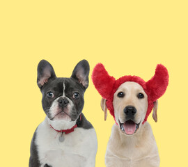 couple of dogs wearing collar and devil horns