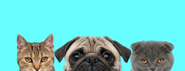 3 animals are hiding their faces from camera