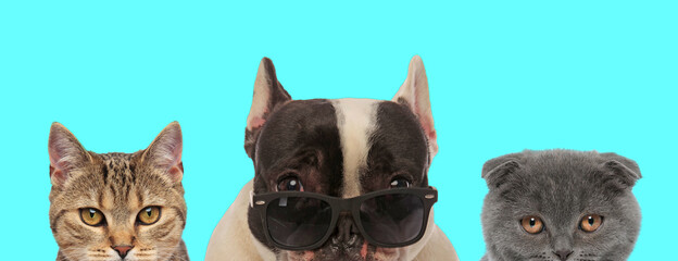 French Bulldog dog wearing sunglasses next to two cats