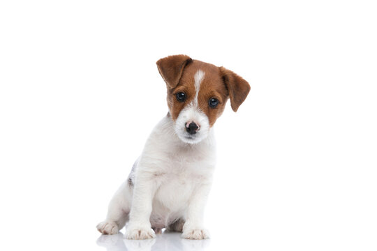 Jack Russell Terrier Dog Leaning To A Side