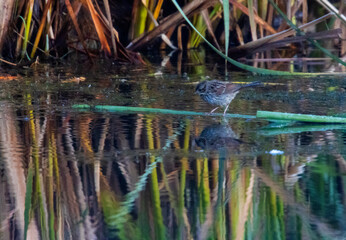 Vesper Sparrow in Eleven Mile Canyon