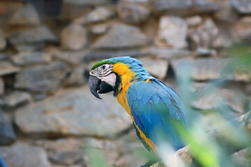 Portrait de magnifique perroquet Ara bleu et jaune