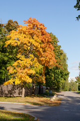 Naklejka premium Autumn dressed maple on corner