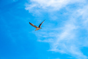 Beautiful seagull in flight over the adriatic ocean in sunny weather