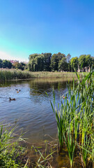 Perfect lake in the city park