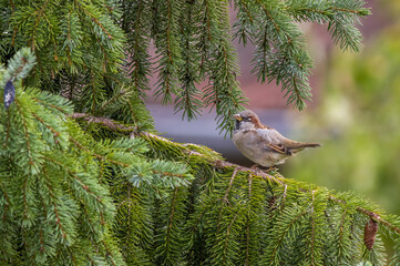 a little young bird on a branch in nature