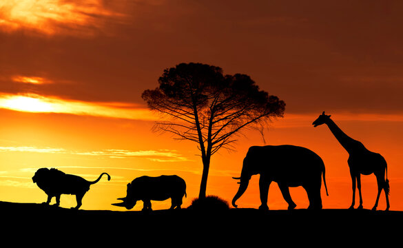 Silhouettes of African animals on the background of a sunset in the savanna, collage
