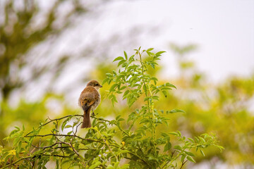 a little young bird on a branch in nature