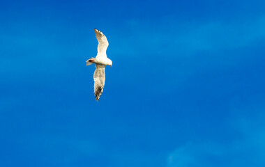 Seagull in flight close up, European birds